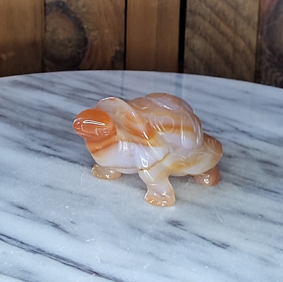 Xarnelian Land Tortoise - Picture 16 of 16